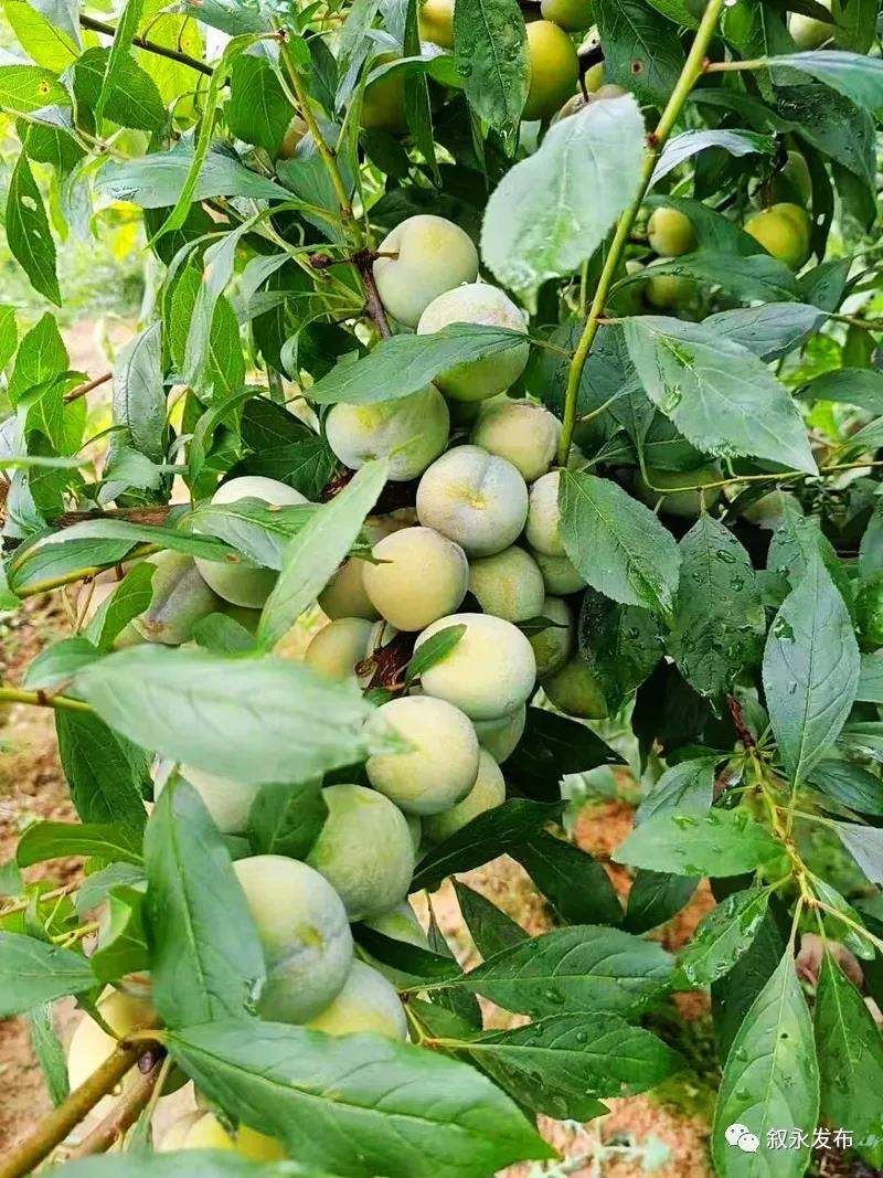 这“李”超甜!叙永赤水河凤凰李迎来采摘季(图9) 这“李”超甜!叙永赤水河凤凰李迎来采摘季(图9)