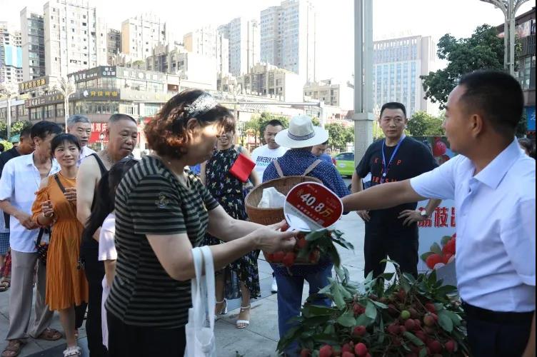 合江荔枝品鉴:摘下幸福果,共尝荔枝甜(图7) 合江荔枝品鉴:摘下幸福果,共尝荔枝甜(图7)