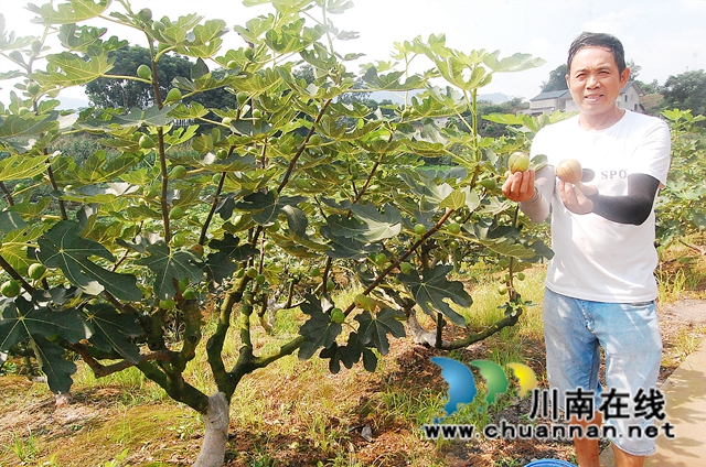 江阳区况场街道：无花果香飘致富路(图1)