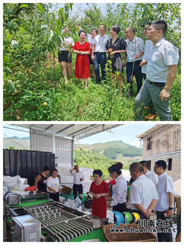 民革泸州市委赴叙永县开展乡村振兴专题调研(图3)