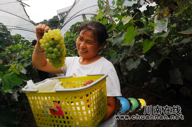 纳溪天仙硐：“清泉香”葡萄熟了，先吃后买等您来摘！(图2)