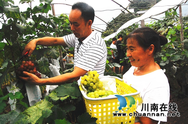 纳溪天仙硐：“清泉香”葡萄熟了，先吃后买等您来摘！(图1)