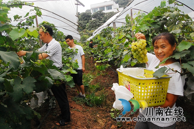 纳溪天仙硐：“清泉香”葡萄熟了，先吃后买等您来摘！(图3)