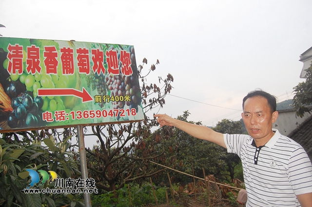 纳溪天仙硐：“清泉香”葡萄熟了，先吃后买等您来摘！(图4)