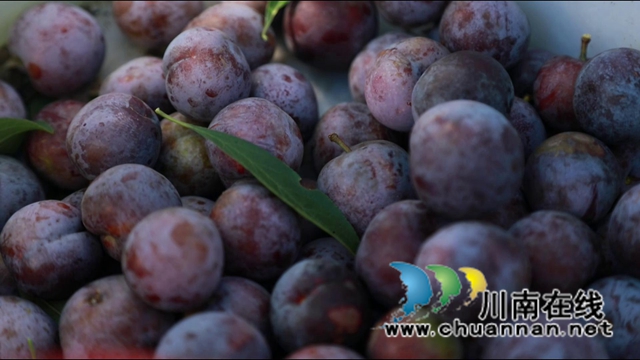 合江：脆红李成熟，等你来采摘！(图2)