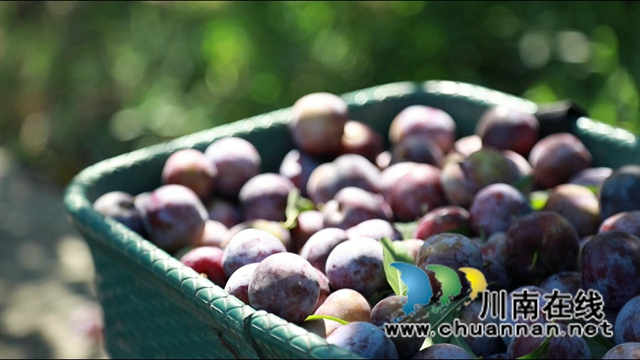 合江：脆红李成熟，等你来采摘！(图1)