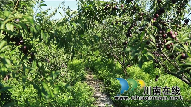 合江：脆红李成熟，等你来采摘！(图3)