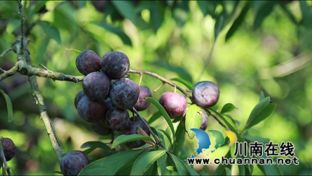 合江：脆红李成熟，等你来采摘！(图4)