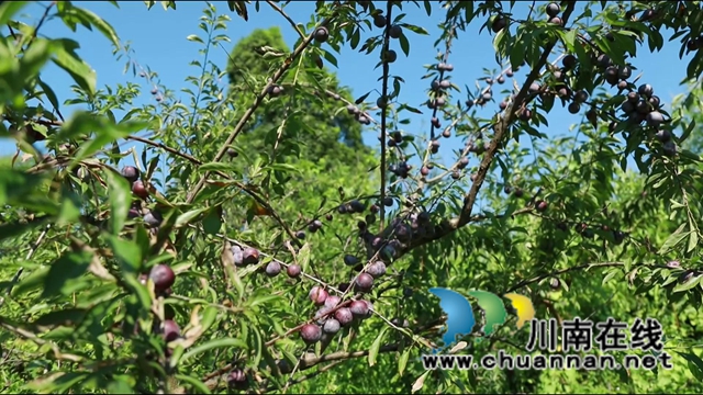 合江：脆红李成熟，等你来采摘！(图6)