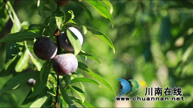 合江：脆红李成熟，等你来采摘！(图7)