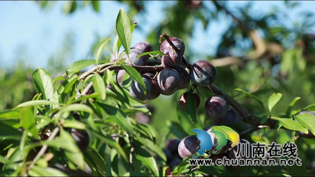 合江：脆红李成熟，等你来采摘！(图8)