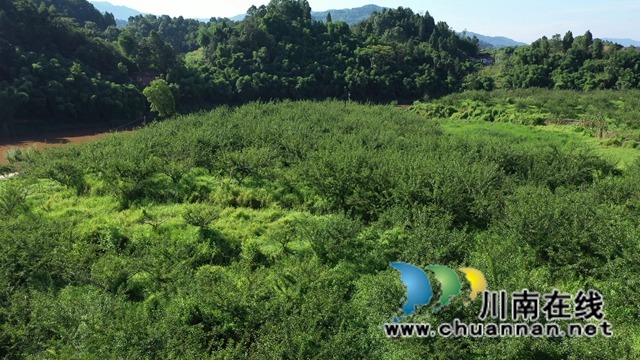 合江：脆红李成熟，等你来采摘！(图9)