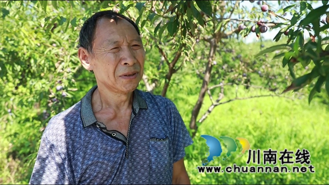 合江：脆红李成熟，等你来采摘！(图10)