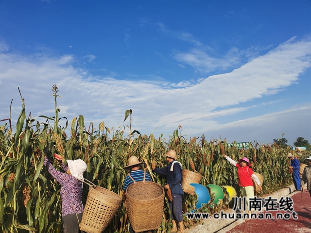 13万亩高粱产值2.8亿！泸县酿酒高粱映红群众增收致富路(图3)