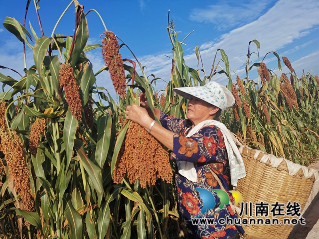13万亩高粱产值2.8亿！泸县酿酒高粱映红群众增收致富路(图4)