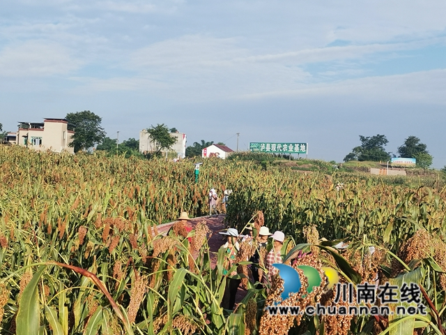 13万亩高粱产值2.8亿！泸县酿酒高粱映红群众增收致富路(图6)