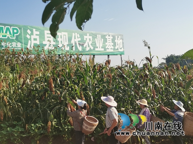13万亩高粱产值2.8亿！泸县酿酒高粱映红群众增收致富路(图7)
