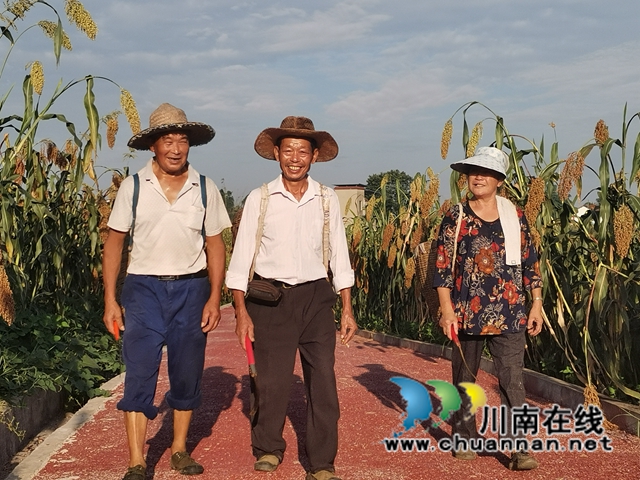 13万亩高粱产值2.8亿！泸县酿酒高粱映红群众增收致富路(图8)