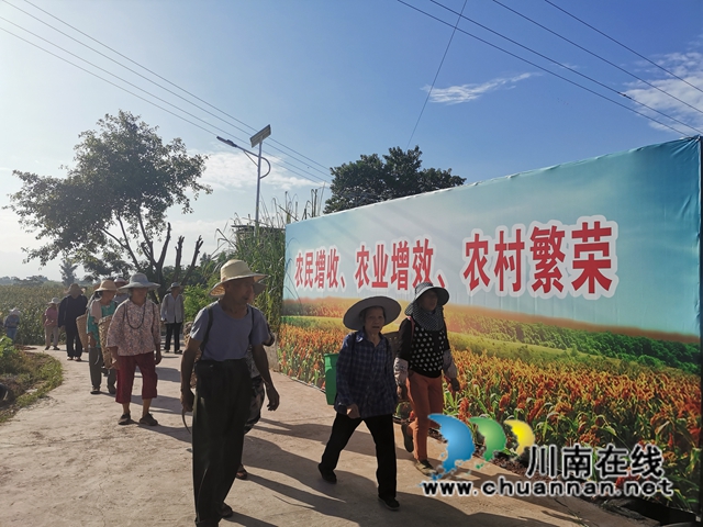 13万亩高粱产值2.8亿！泸县酿酒高粱映红群众增收致富路(图9)