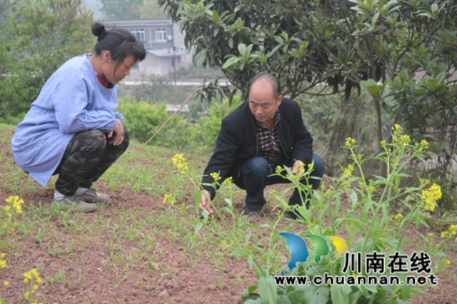 龙马潭区胡市镇“特聘村主任”刘守平：乡村振兴领头羊，基层治理显担当