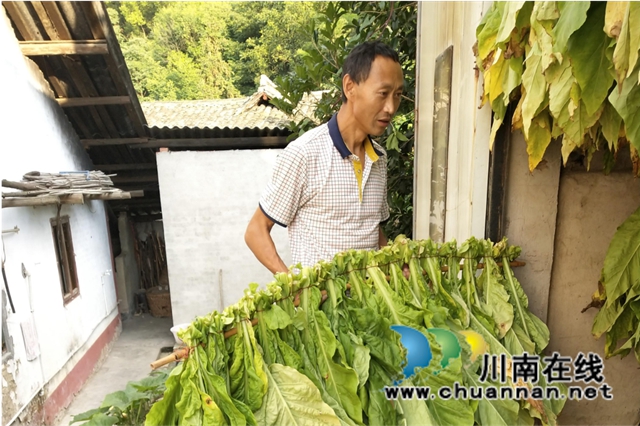 古蔺：科技种植，苗乡烟叶喜丰收(图2)