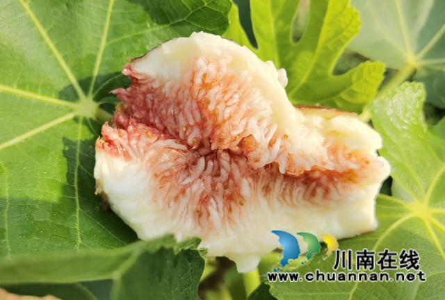 古蔺县永乐街道：新乡贤汪云友的甜蜜事业(图1)