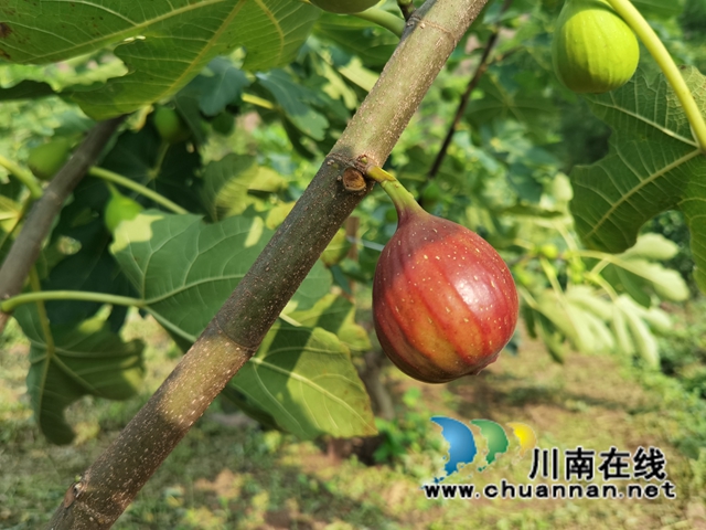 古蔺县永乐街道：新乡贤汪云友的甜蜜事业(图3)