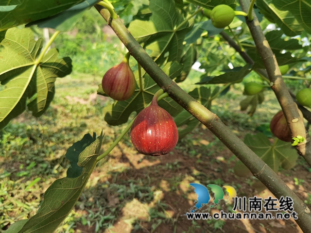 古蔺县永乐街道：新乡贤汪云友的甜蜜事业(图4)