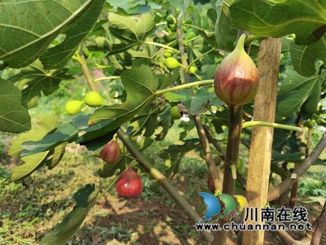 古蔺县永乐街道：新乡贤汪云友的甜蜜事业(图5)