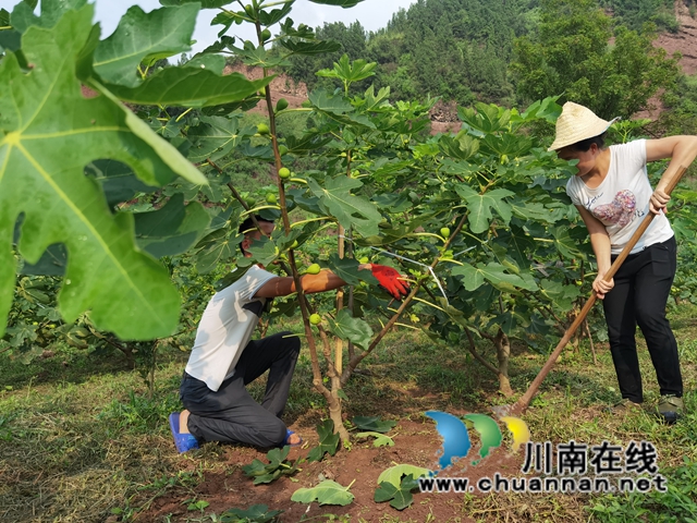 古蔺县永乐街道：新乡贤汪云友的甜蜜事业(图2)
