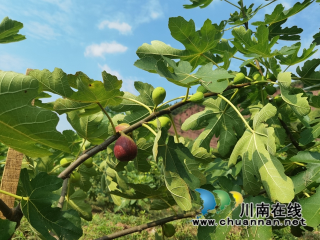 古蔺县永乐街道：新乡贤汪云友的甜蜜事业(图8)