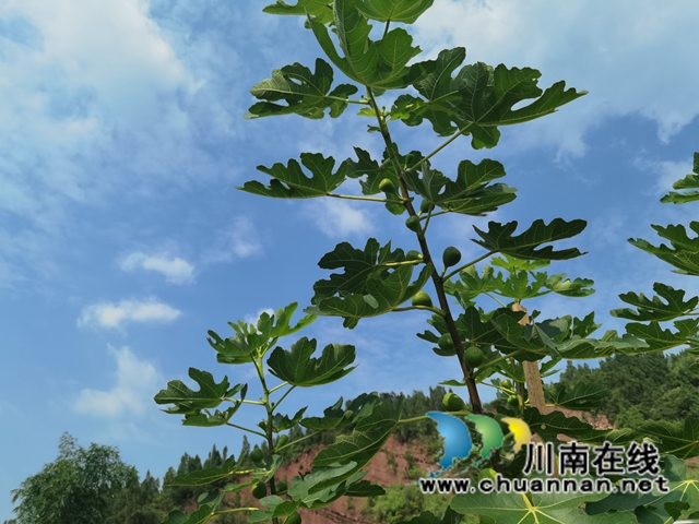 古蔺县永乐街道：新乡贤汪云友的甜蜜事业(图7)