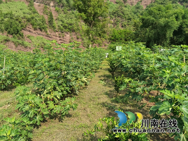 古蔺县永乐街道：新乡贤汪云友的甜蜜事业(图6)