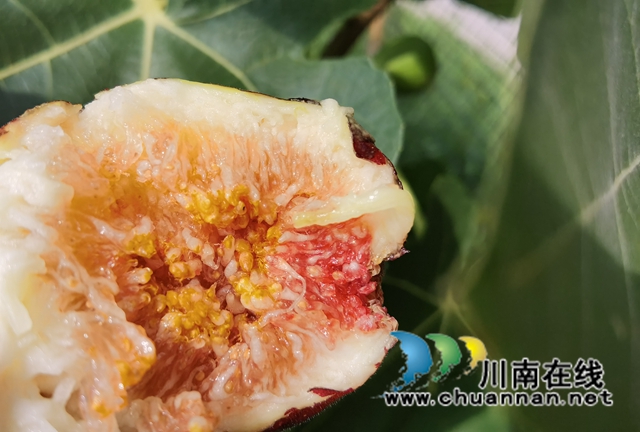 古蔺县永乐街道：新乡贤汪云友的甜蜜事业(图11)