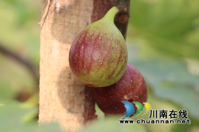 古蔺县永乐街道：新乡贤汪云友的甜蜜事业(图12)