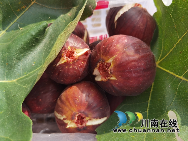 古蔺县永乐街道：新乡贤汪云友的甜蜜事业(图10)