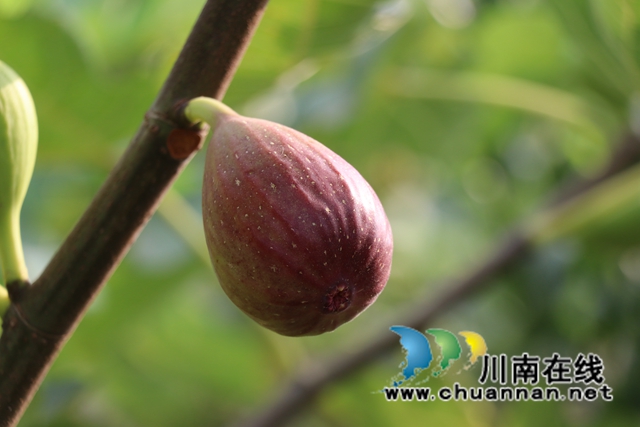 古蔺县永乐街道：新乡贤汪云友的甜蜜事业(图13)