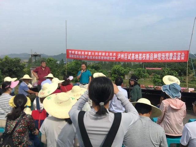 泸州：“世界晚熟荔枝龙眼区域中心”引来国家级荔枝专家观摩品鉴荔枝新品种(图1)