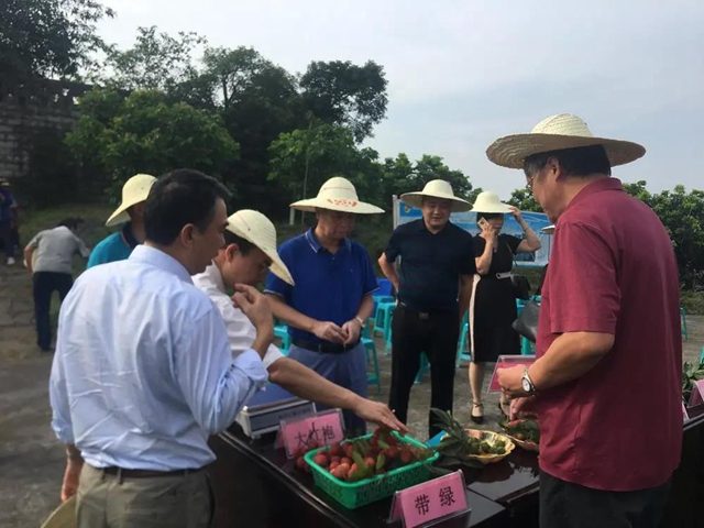 泸州：“世界晚熟荔枝龙眼区域中心”引来国家级荔枝专家观摩品鉴荔枝新品种(图2)