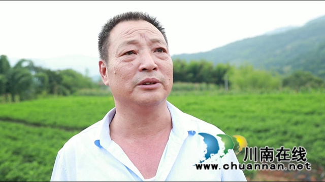 壮观！合江这个村辣椒挂满条，丰收场面红火……(图14)