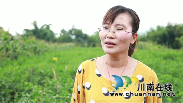 壮观！合江这个村辣椒挂满条，丰收场面红火……(图13)