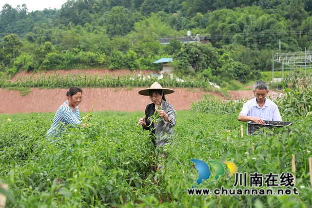 壮观！合江这个村辣椒挂满条，丰收场面红火……(图9)