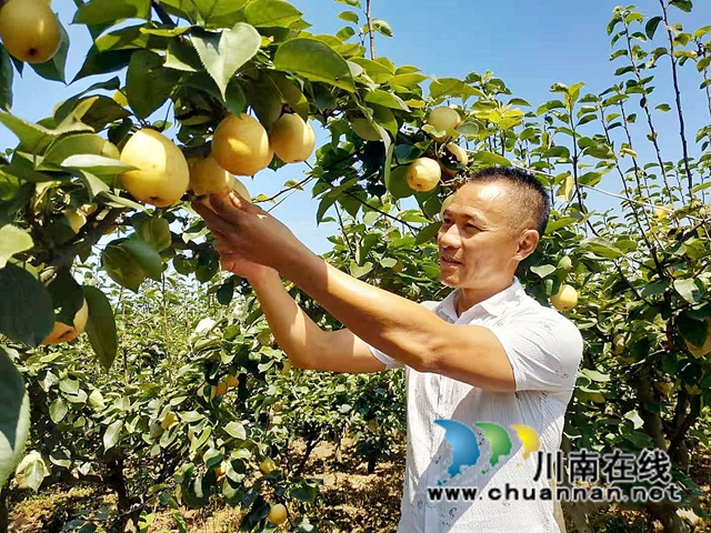 又到一年梨熟时！纳溪天仙硐返乡农民向省辉种黄金梨亩入万元有诀窍(图1)