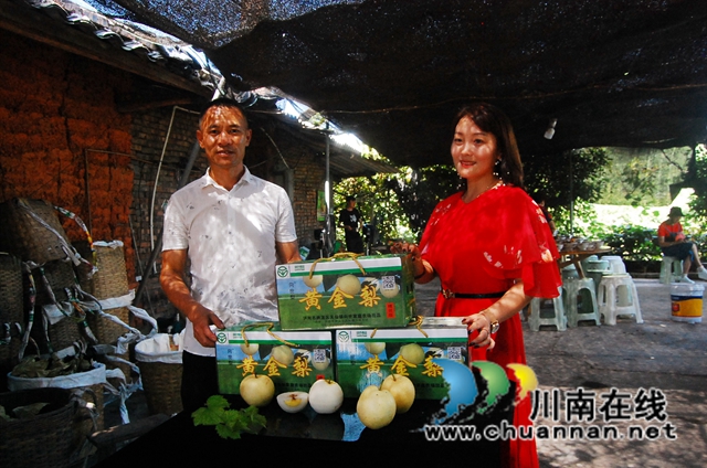 又到一年梨熟时！纳溪天仙硐返乡农民向省辉种黄金梨亩入万元有诀窍(图2)