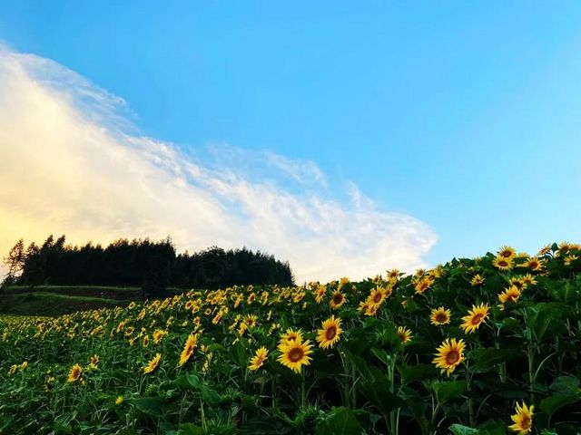 避暑纳凉去哪里？叙永这些“避暑胜地”给你一个清凉之夏！(图1)