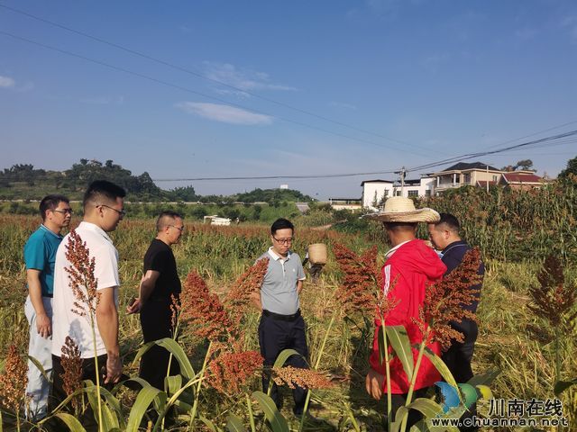 泸县：园区带动全县酿酒高粱快速发展(图2)