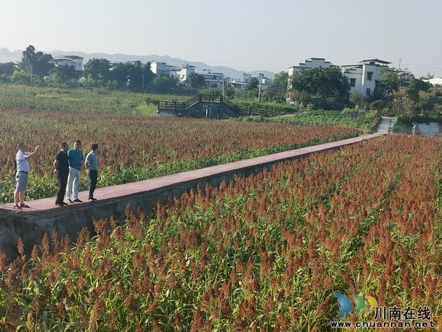 泸县：园区带动全县酿酒高粱快速发展(图1)