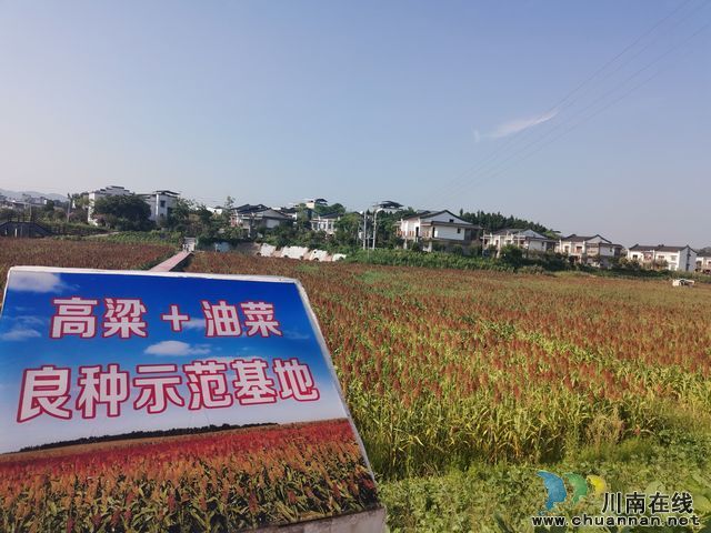 泸县：园区带动全县酿酒高粱快速发展(图3)