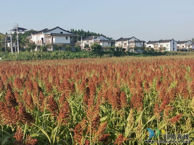 泸县：园区带动全县酿酒高粱快速发展(图4)