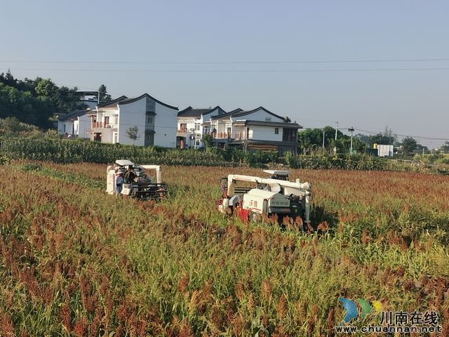 泸县：园区带动全县酿酒高粱快速发展(图6)
